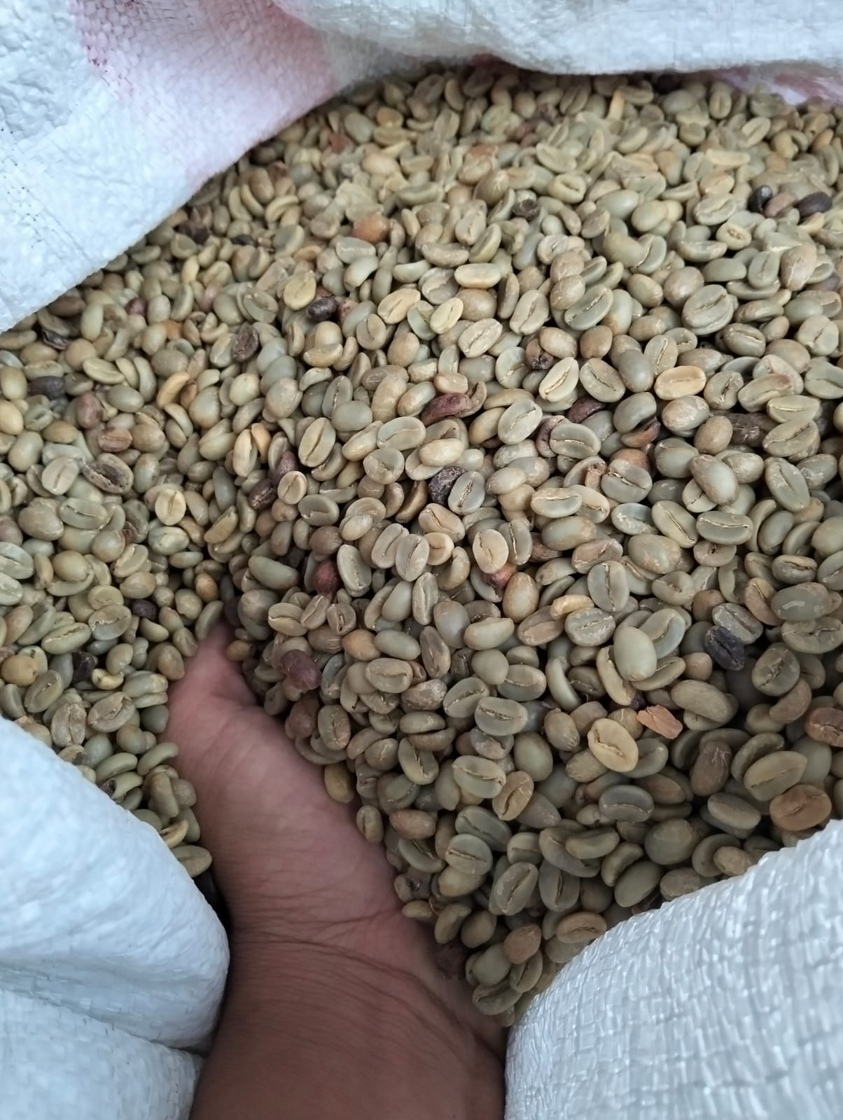 arabica temanggung natural