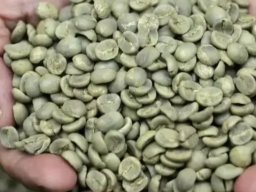 mahendraputrabijikopi4